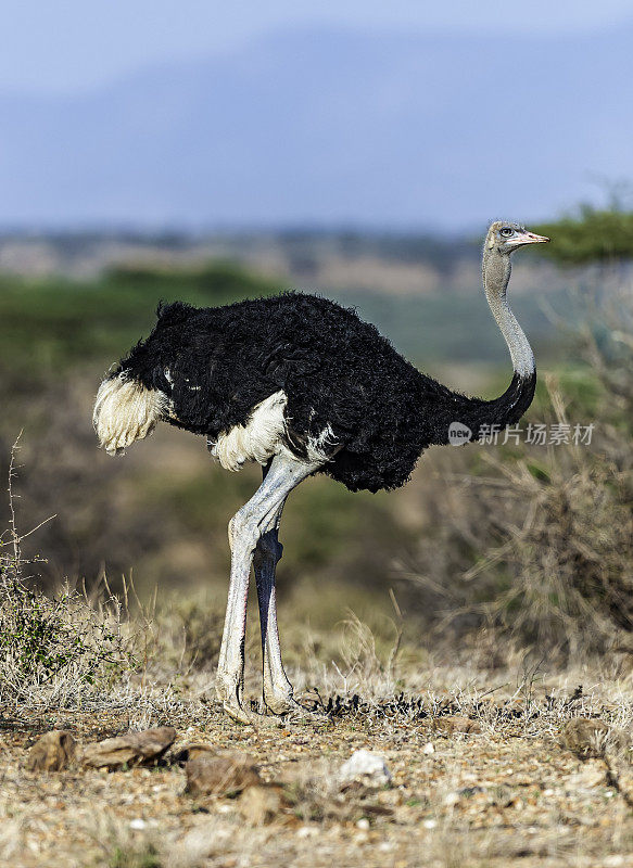 索马里鸵鸟，Struthio钼色鸵鸟或Struthio camelus，是一种大型的不会飞的鸟。肯尼亚桑布鲁国家保护区。男性。